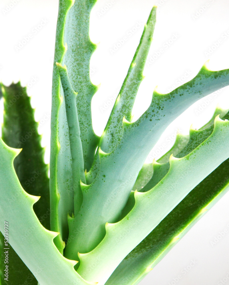 aloe vera aloe vera