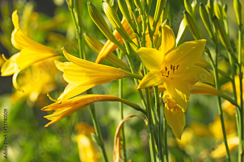 Fototapeta Naklejka Na Ścianę i Meble -  Lemon daylily flower