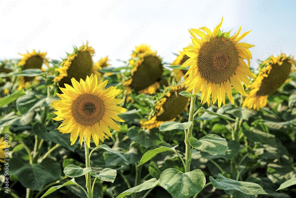 Fototapeta premium sunflower field