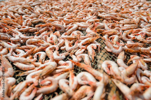 Close-up view of  shrimps being dried in the traditional way