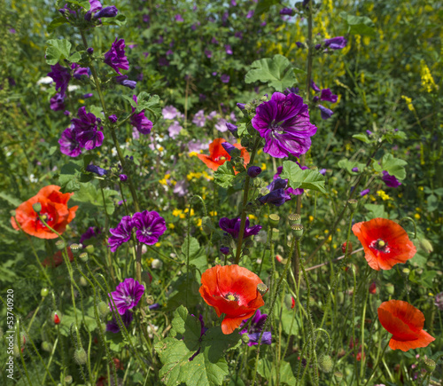 Wild flowers in a field in summer