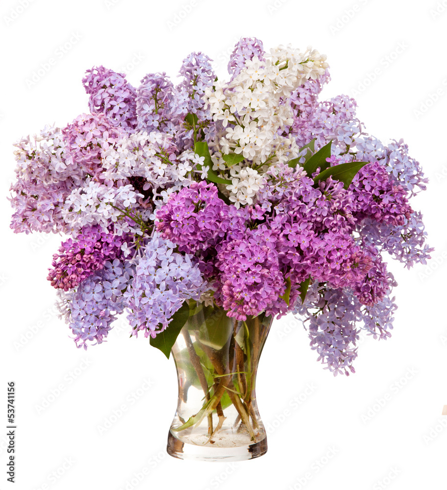 Lilacs in a glass vase Lilacs in a glass vase
