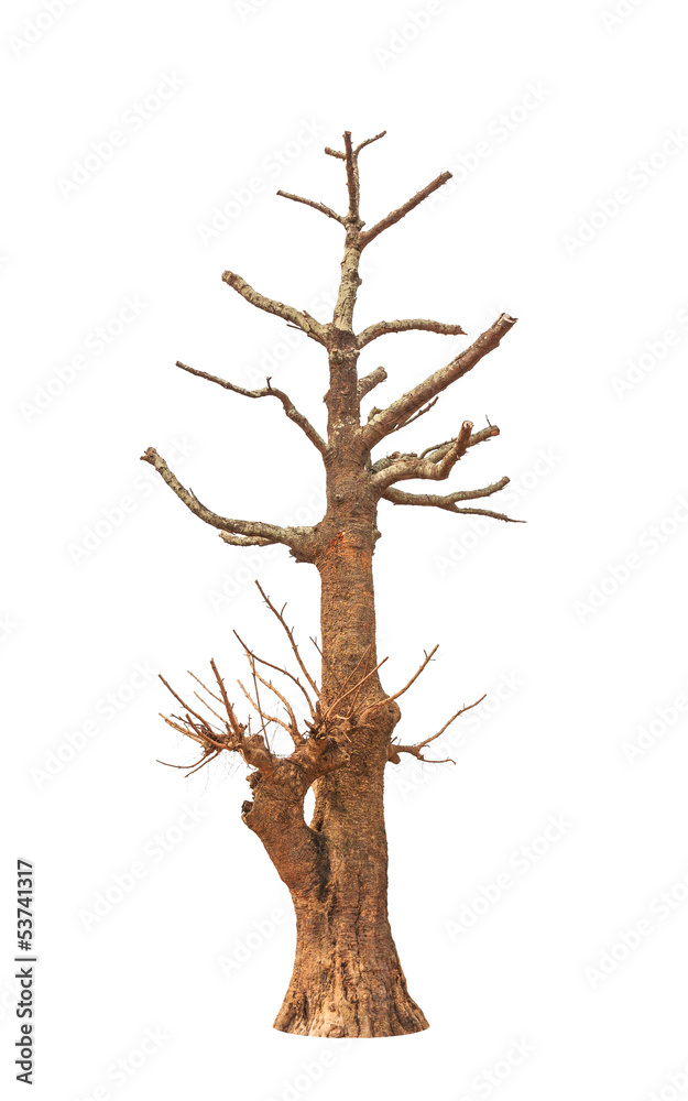 Fototapeta premium Old and dead tree isolated on white background