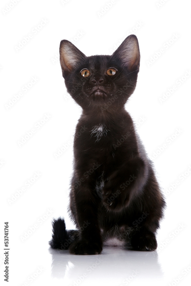 The black kitten sits with the raised paw.