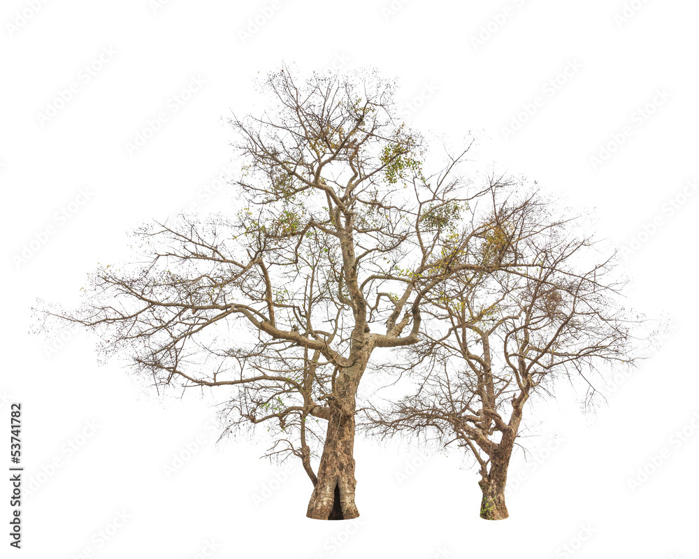 Old and dead trees isolated on white background Old and dead trees isolated on white background