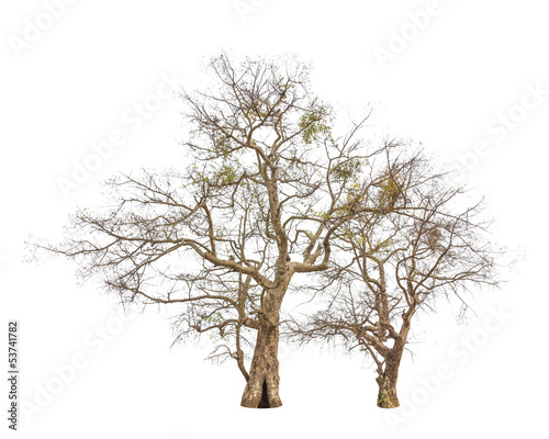 Old and dead trees isolated on white background