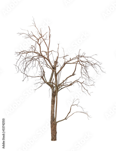 Old and dead tree isolated on white background