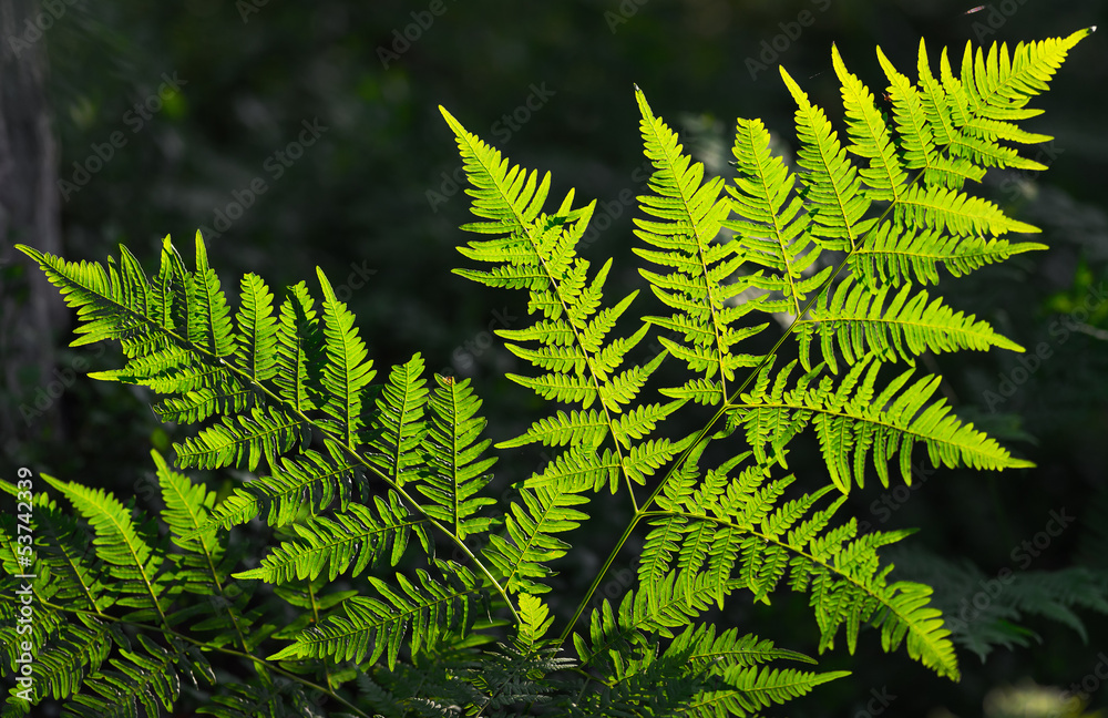 Fern leaf Fern leaf