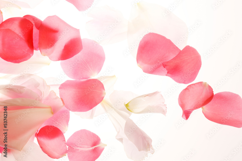 薔薇の花びら Stock Photo Adobe Stock