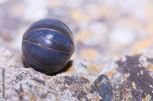 Ball Bug photo