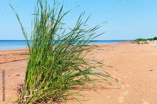 Grass on the beach.