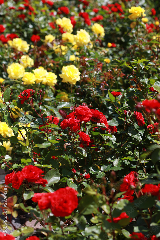 Red and yellow rose bushes.