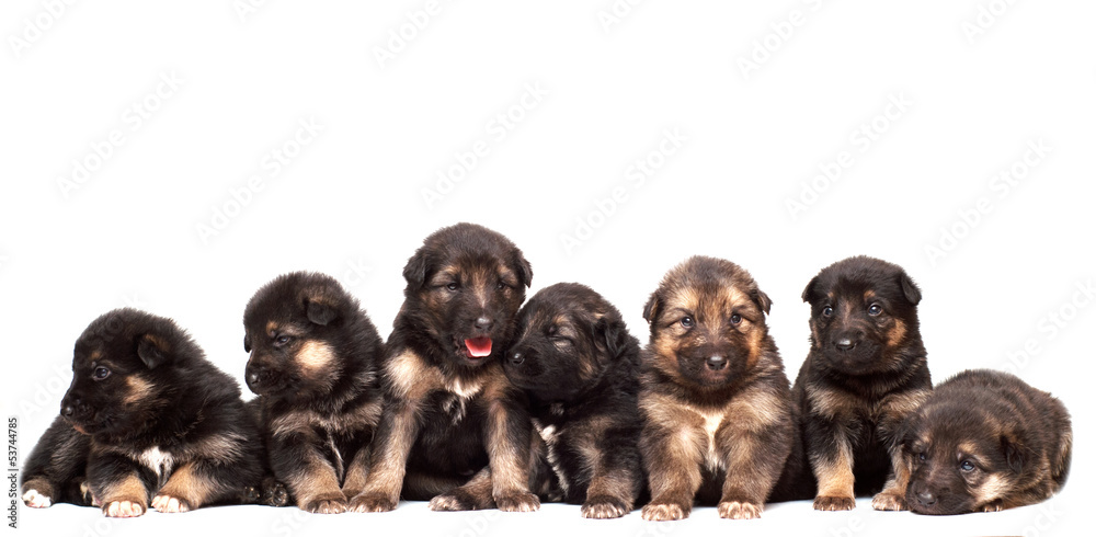 Shepherd puppies