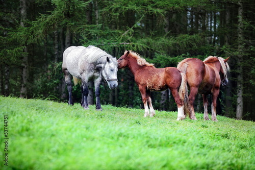 Happy horses family on green grassland