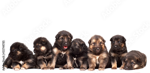 Shepherd puppies