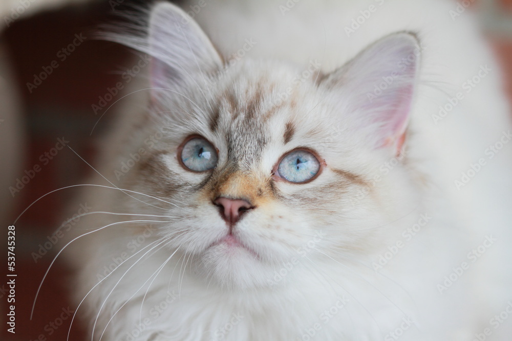 Siberian kitten, neva masquerade type