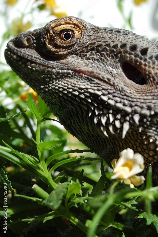 Obraz premium Bartagame