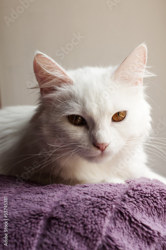 Beautiful white persian cat with copper eyes