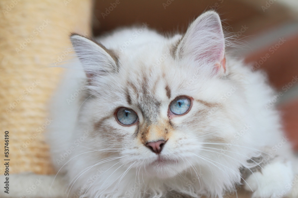 Kitten, siberian cat