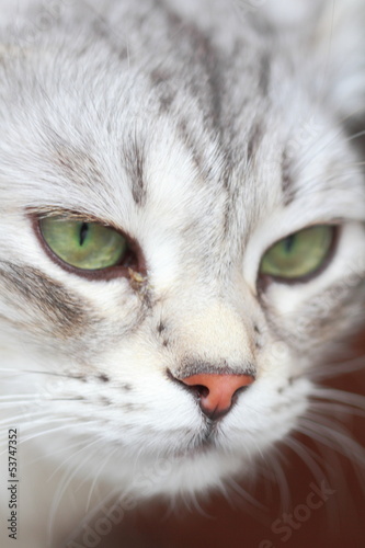 Female of siberian cat, silver type