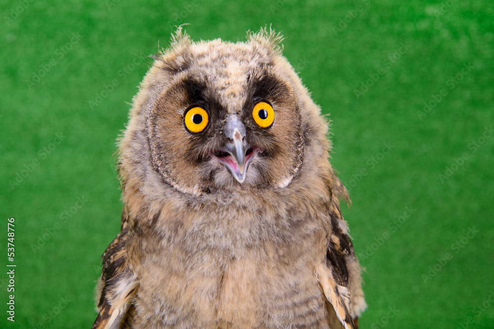 Naklejka premium young bird owl