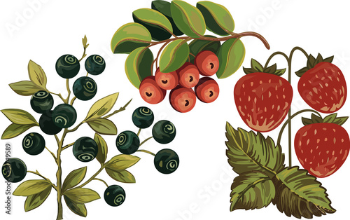 Huckleberry, strawberry and foxberry
