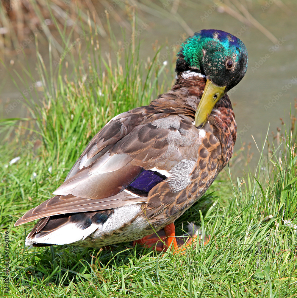 Wild duck Wild duck
