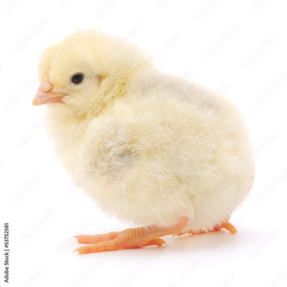 Fototapeta premium Small chicken