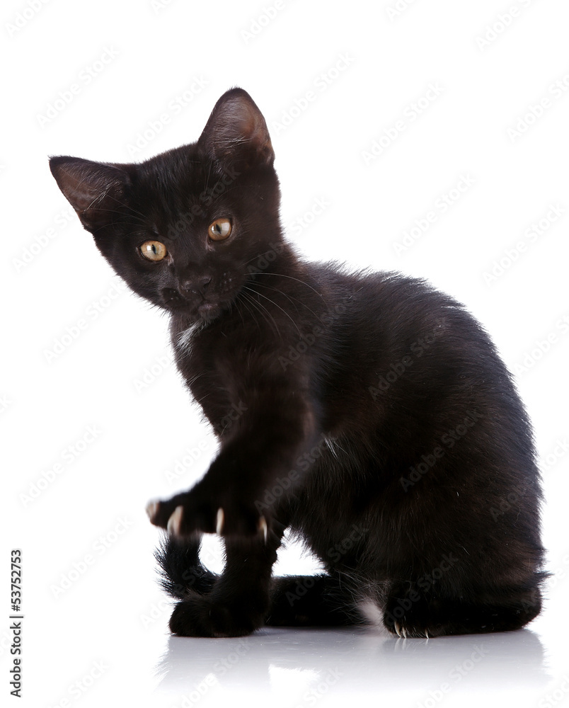 The black kitten sits with the raised paw with claws.