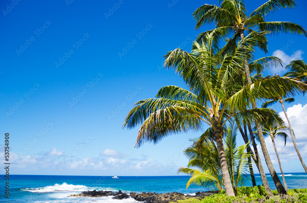Palm trees by the ocean
