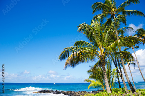Palm trees by the ocean © ellensmile