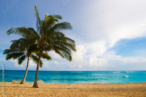 Fototapeta Naklejka Na Ścianę i Meble -  Palm trees on the sandy beach in Hawaii