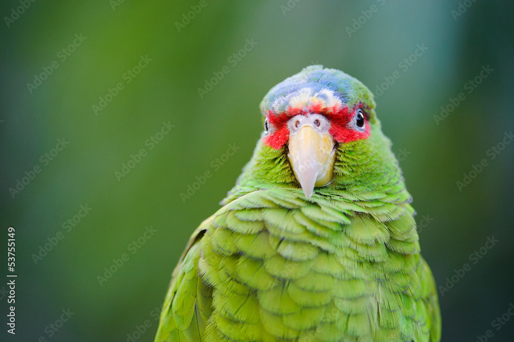 Fototapeta premium green parrot