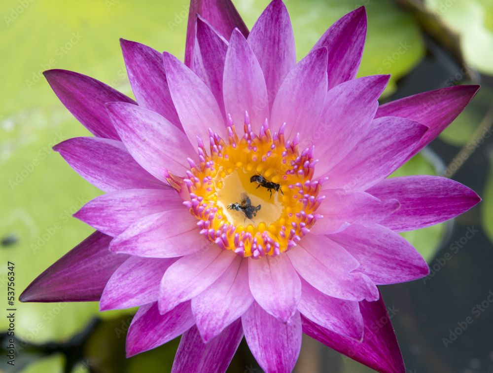 Water lilies Water lilies