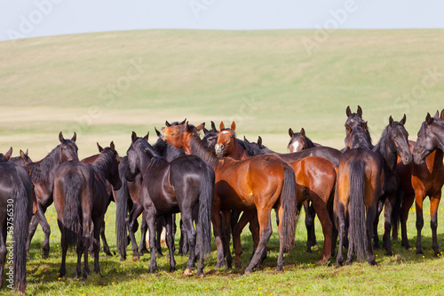 Herd of horses on a summer pasture. 