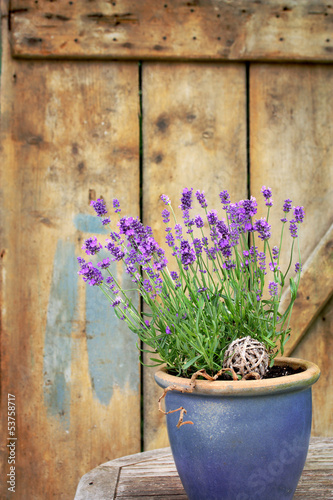 Lavendel als Kübelpflanze