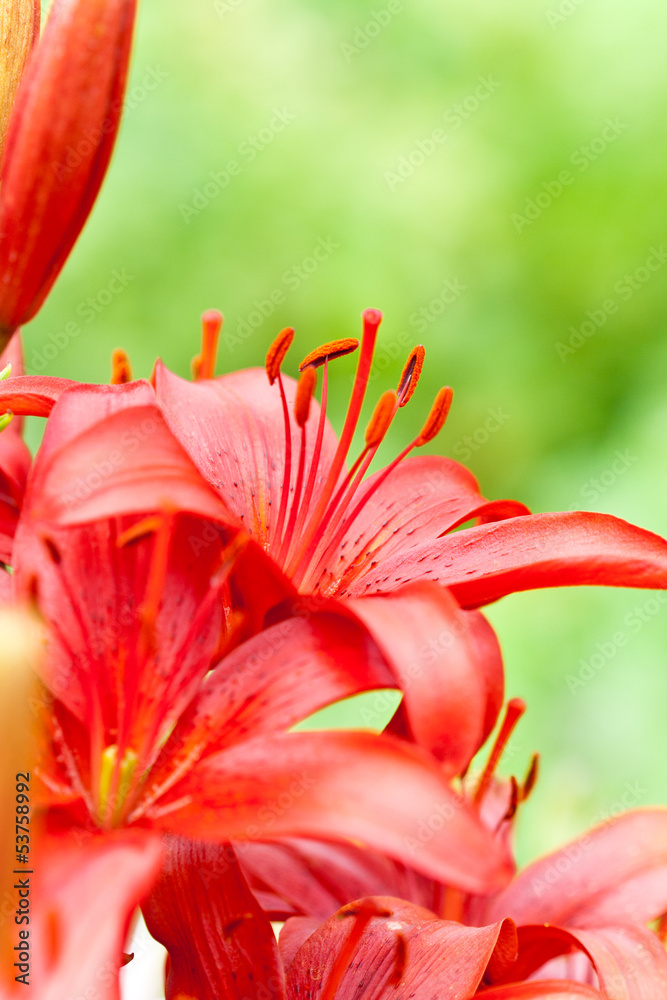 red lilly flowers with water drops red lilly flowers with water drops