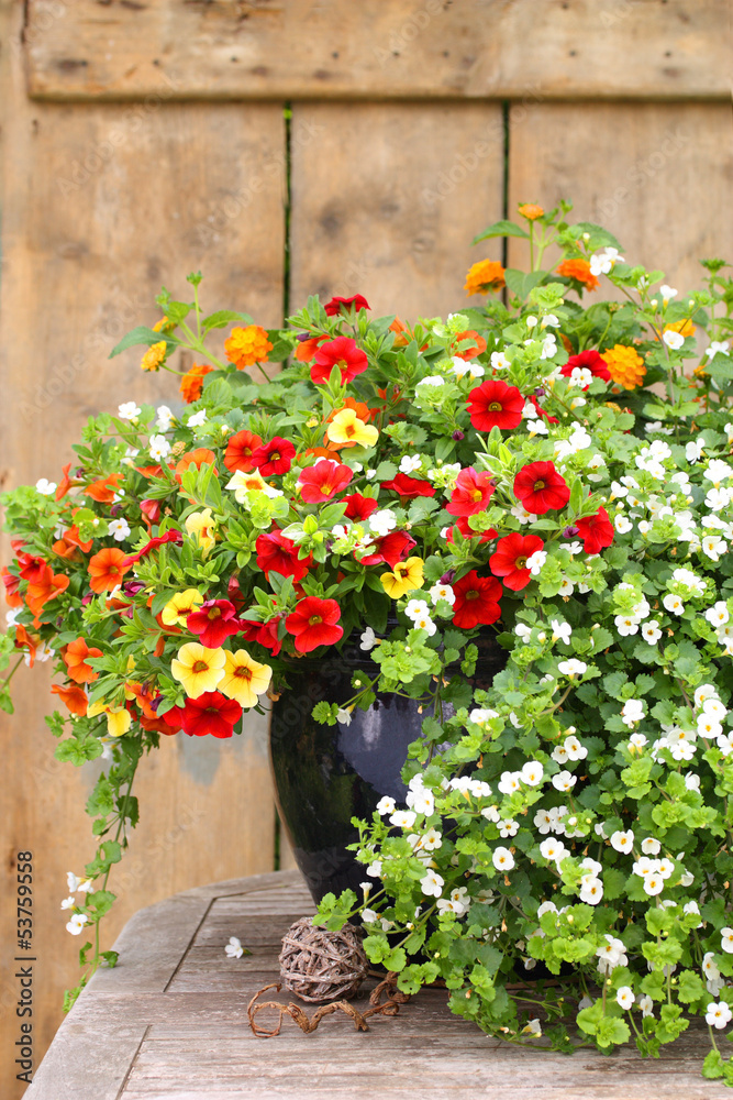 Sommerblumen im Kübel Stock Photo Adobe Stock