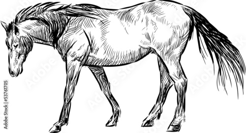 walking horse