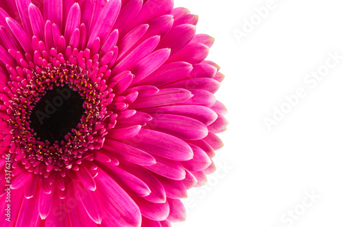 pink gerbera © ksena32