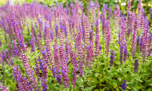 Purple flowering Woodland sage plants