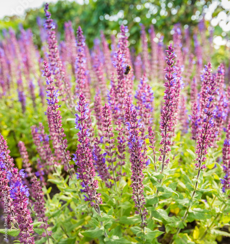 Blooming Salvia nemorosa plants