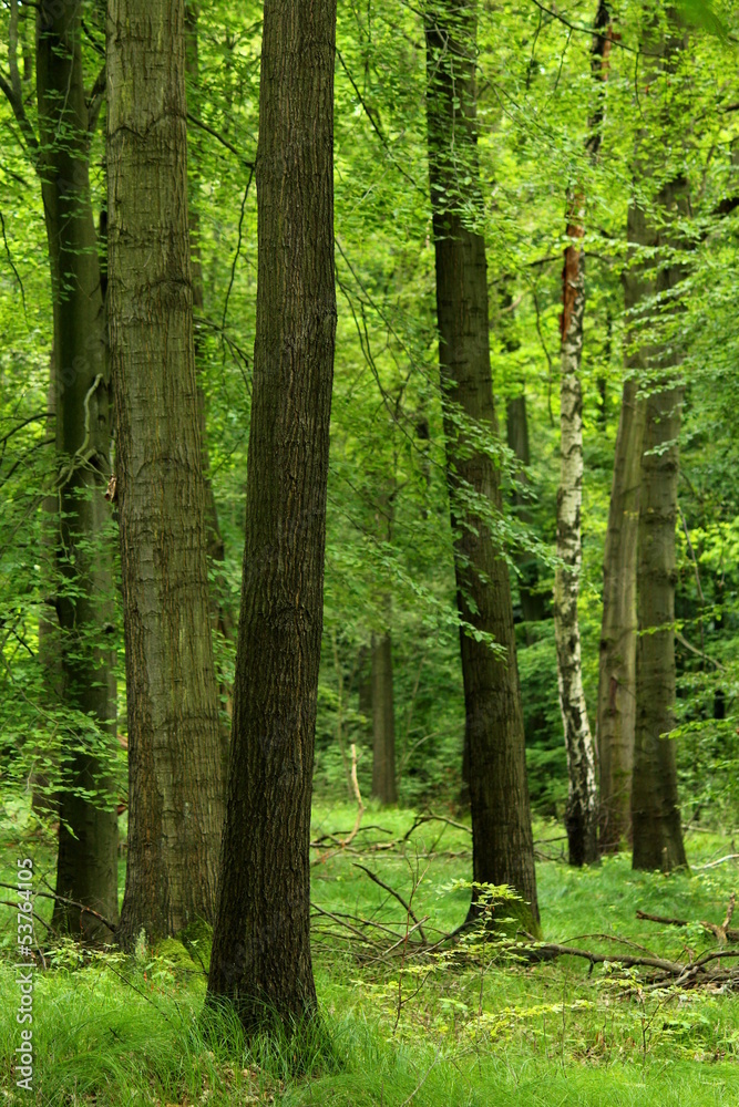 Obraz premium Grüner Wald