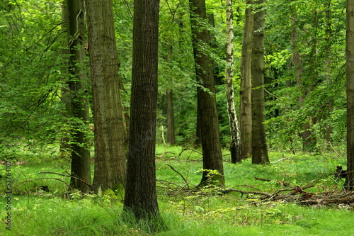 Grüner Wald