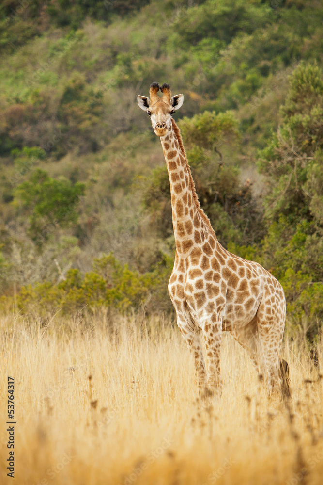 Obraz premium Singal giraffe in the wild