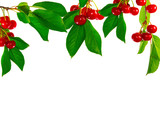 cherries and leaves