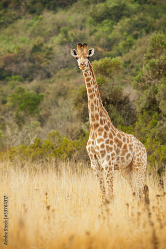 Singal giraffe in the wild