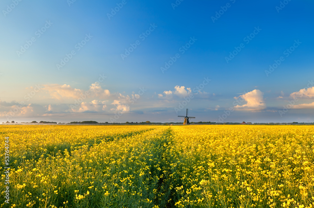 Obraz premium rapeseend flower field and windmill