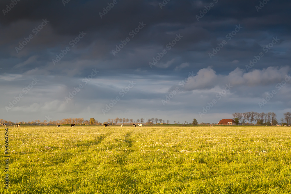 farmhouse and cattle on pasture before sunset farmhouse and cattle on pasture before sunset