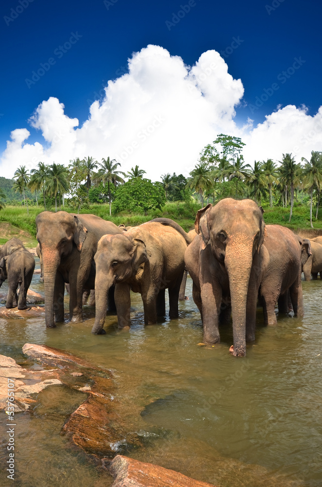 Naklejka premium Young elephants playing in the beautiful landscape